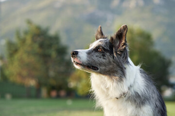 An attentive Border Collie dog stands in a scenic park, mountains in the background. The sharp gaze and poised stance suggest alertness amidst natural beauty