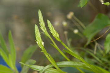 Summer Lady's-tresses (Spiranthes aestivalis), Orchidea (Spiranthes aestivalis) Rio s'Elighe, olbia, Monti, Sardegna, Italia
