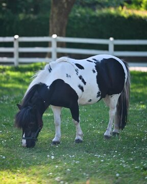Shetland pony grazing on green meadow with white daisy flowers. Shetland pony with a lush mane, grazing on a sunlit meadow with swishing tail warding off flies in background softly bluered green tree 