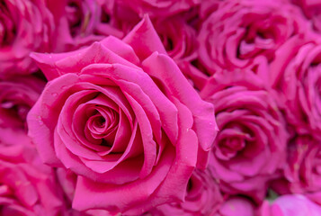 Close-up of a large, pink rose with a background of pink roses. 