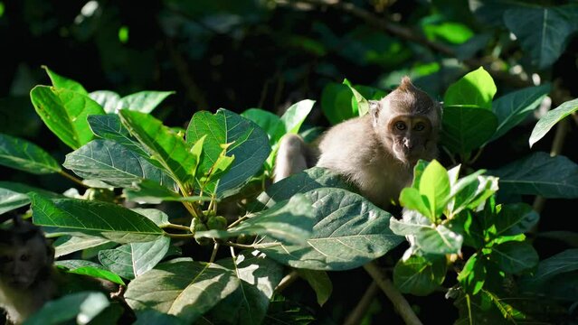 Close up shot of smiling with teeth monkey hanging on branch. Happy monkey climbing on tree