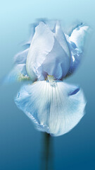 Close-Up of Blue Bearded Iris Flower Art Background