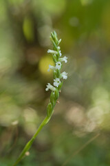 Summer Lady's-tresses (Spiranthes aestivalis), Orchidea (Spiranthes aestivalis) Rio s'Elighe, olbia, Monti, Sardegna, Italia