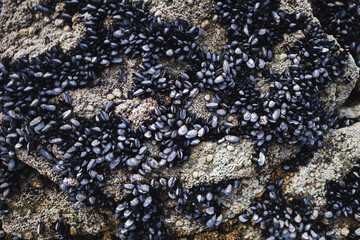 Natural formations and diverse seabed sediments with shells revealed during an ocean tide.