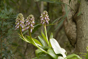Orchid, Himantoglossum (Barlia) robertiana. Platamona, Sassari, sardinia, Italia