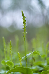 Two-leafed Gennaria (Gennaria diphylla), orchid, Orchidea, Gennaria diphylla. Platamona, Sassari, sardinia, Italy