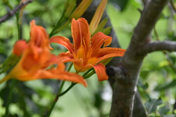 Fototapeta premium Orange Daylily Flowers