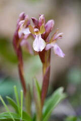 Orchid (Orchis collina). Sassari, Sardinia, Italy