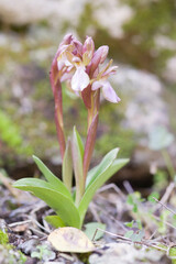 Orchid (Orchis collina). Sassari, Sardinia, Italy