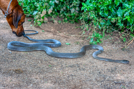black mamba sliding in the sand , curious dog sniffing the snake