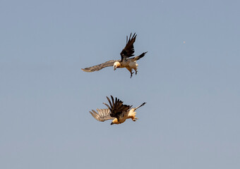Beared Vulture