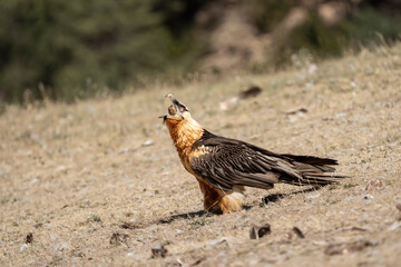 Beared Vulture