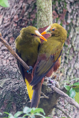 green oropendola - Psarocolius viridis - bird in the family Icteridae