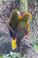 green oropendola - Psarocolius viridis - bird in the family Icteridae