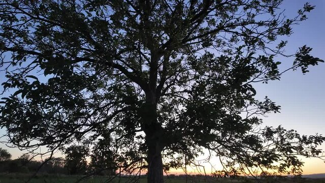Slow motion of tree silhouette at sunset
