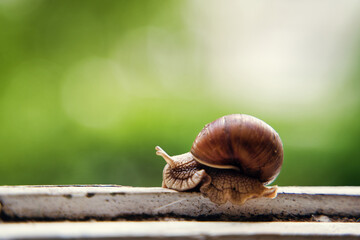 snail on a wooden frame