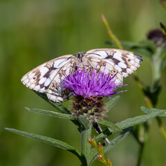 Marbled white butterfly on a thistle flower.