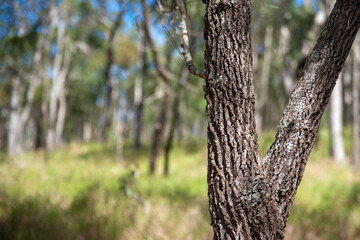 Fototapeta premium Adventure: Woodland Walk near Atherton Town Centre