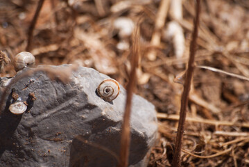 Fototapeta premium Closed snails on branches and stones close-up in natural colors
