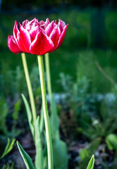 Velvet Tulip Flower color nature.