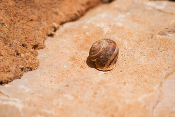Closed snails on branches and stones close-up in natural colors