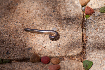 Centipede crawls on stones in the shadows close-up