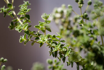 Delicate young twigs of a green plant on a blurred gray background