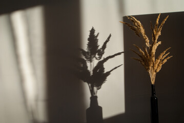 Contrasting image of a vase with dried flowers against a white wall