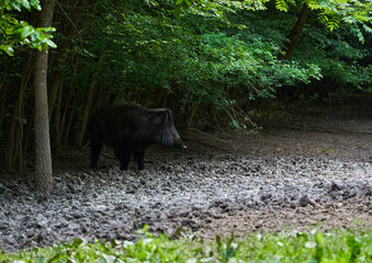 Strong wild boar