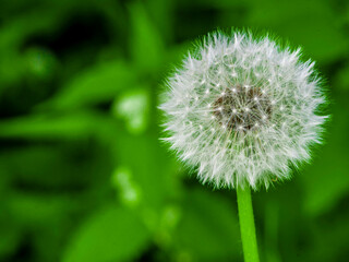 Dandelion close-up, on a blurred background