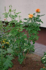 In spring, a garden rose with yellow-orange tea flowers grows in the home garden.