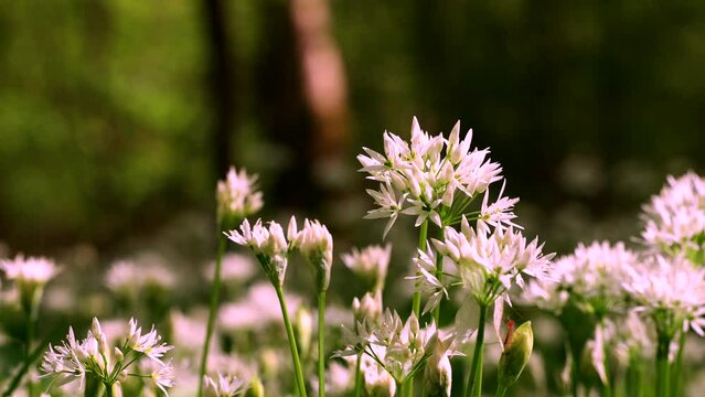 Woodland wild garlic in soft dawn light with a bug attached