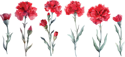Set of Watercolor red carnation flower isolated on a transparent background. Botanical clipart, hand drawn vector illustration