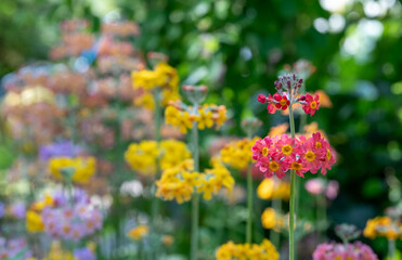 Obraz premium Cluster of colourful candelabra primulas growing beside a stream of flowing water, at Wisley garden, Woking, Surrey UK.
