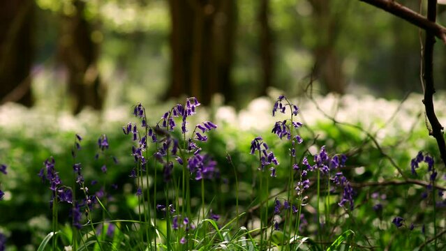 Gorgeous wild English bluebells with white wild garlic background