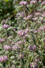 Cluster of colourful candelabra primulas growing beside a stream of flowing water, at Wisley garden, Woking, Surrey UK.