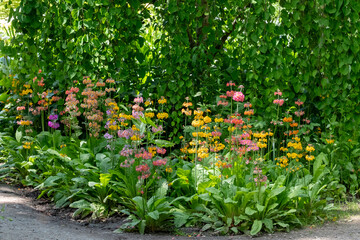 Cluster of colourful candelabra primulas growing beside a stream of flowing water, at Wisley garden, Woking, Surrey UK.