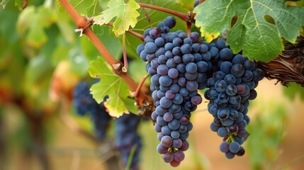 Ripe Shiraz grapes clustered together on the vine, symbolizing the beauty of nature's bounty