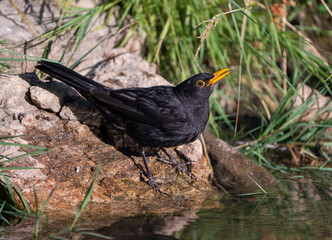 blackbird drinking