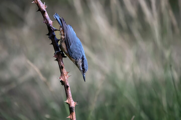 blue bird on a branch
