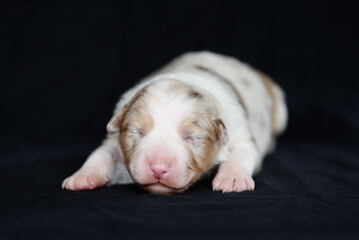 white Australian Shepherd newborn puppie lying and sleeping, closed eyes, black background, petcare...