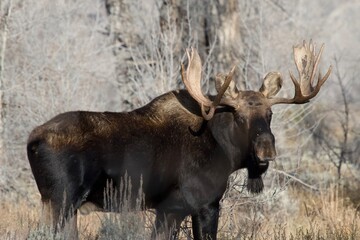 Moose Grand Teton National Park
