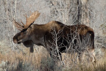 Moose Grand Teton National Park
