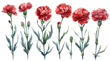 Naklejka premium Set of Watercolor red carnation flower isolated on a transparent background. Botanical clipart, hand drawn illustration