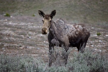 Moose Grand Teton National Park