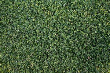 Natural Plants Walls Textures Backgrounds