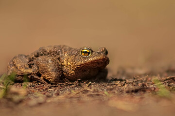 Bufo bufo, Common toad, European toad close up