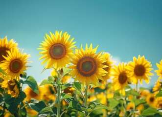 Obraz premium A field of sunflowers under the clear blue sky, creating an inviting and vibrant scene with bright yellow petals against a deep azure background.