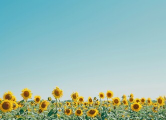 Fototapeta premium A field of sunflowers under the clear blue sky, creating an inviting and vibrant scene with bright yellow petals against a deep azure background.