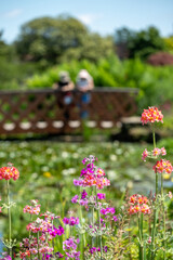 Cluster of colourful candelabra primulas growing beside a stream of flowing water, at Wisley garden, Woking, Surrey UK.